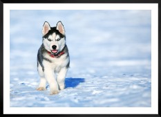 Tavelvägg med ram i svart i storlek 50x70 med poster med "Husky"